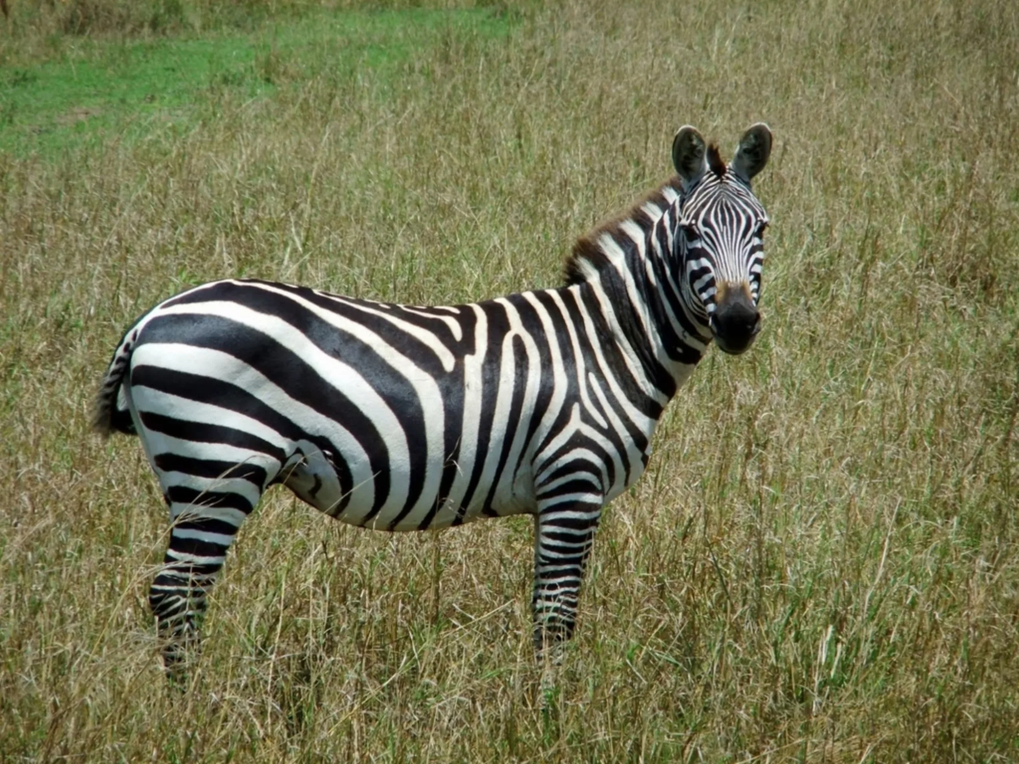 Plains Zebra
