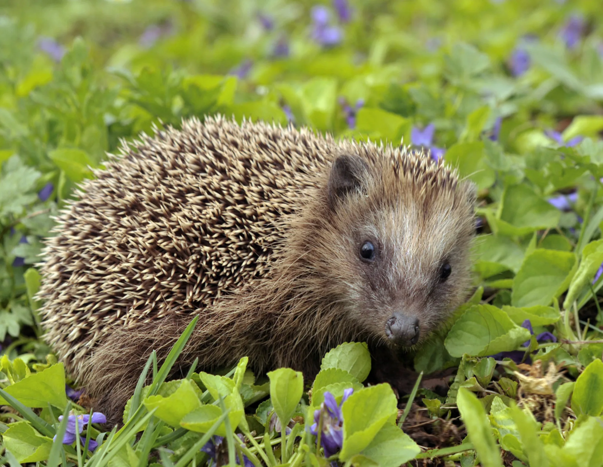 West European Hedgehog