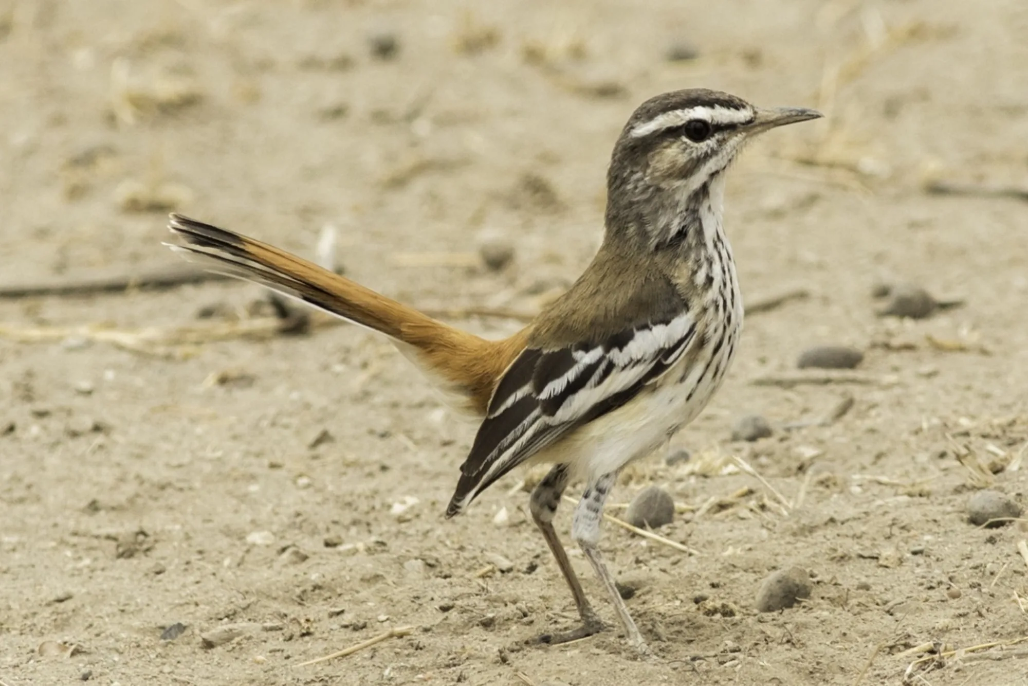 White-browed Scrub Robin