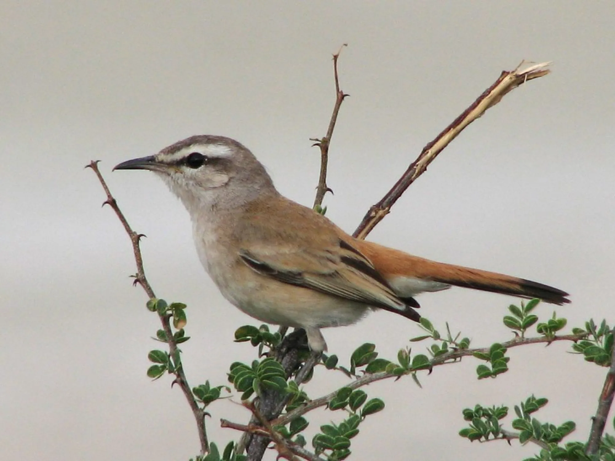 Kalahari Scrub Robin
