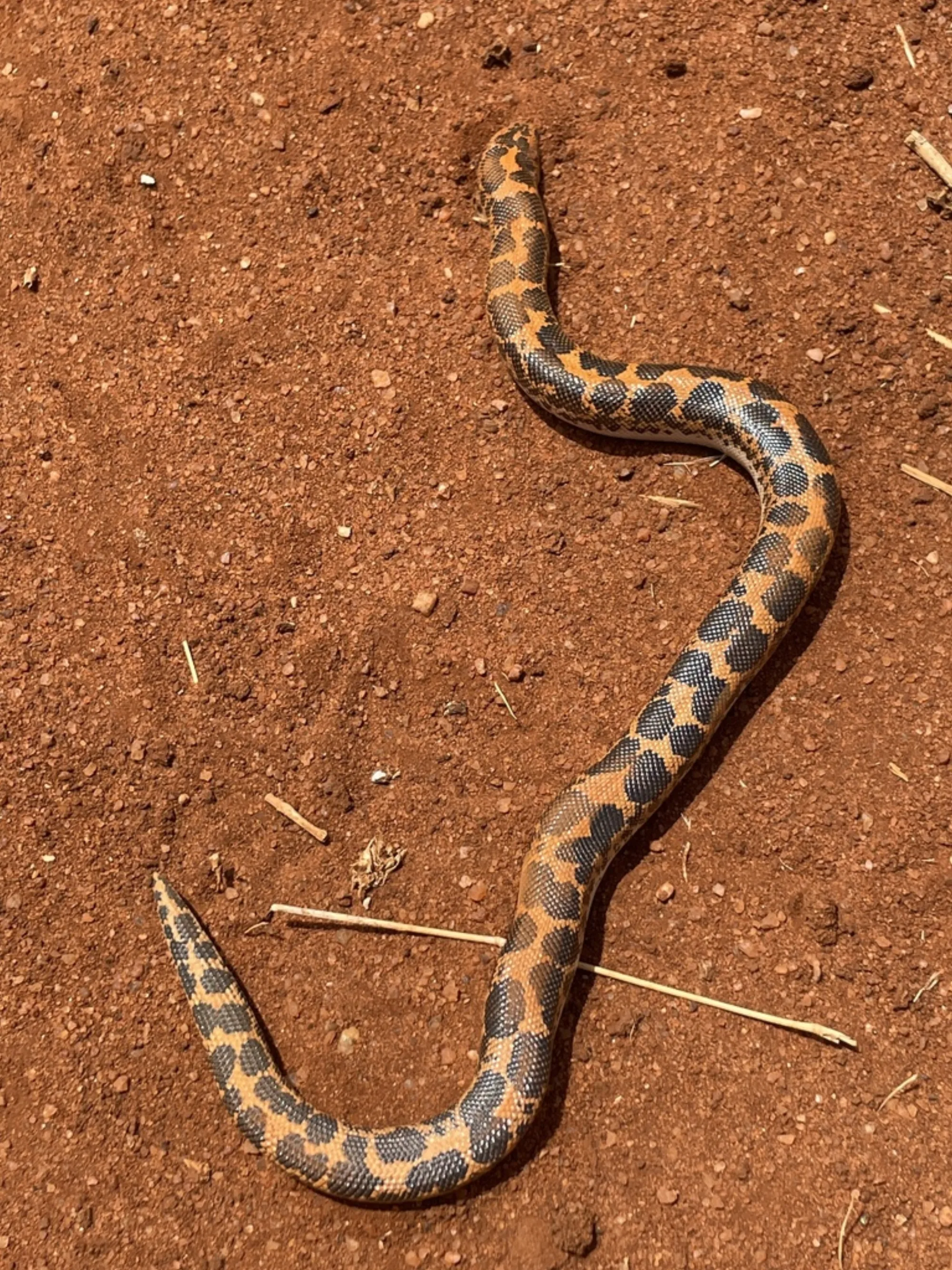 Kenyan Sand Boa