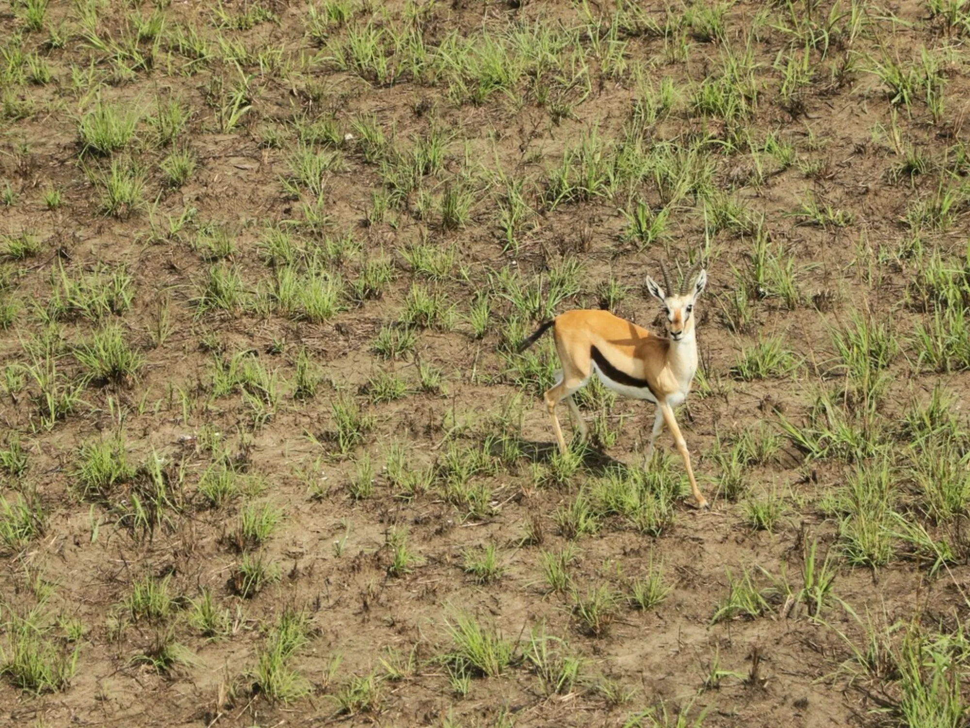 Mongalla Gazelle