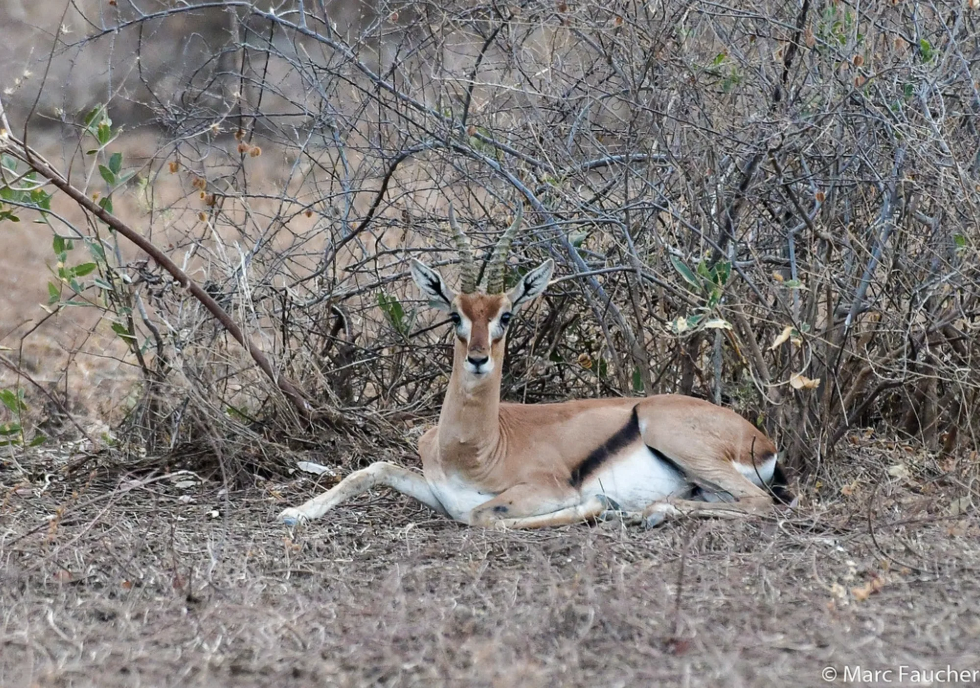 Red-fronted Gazelle