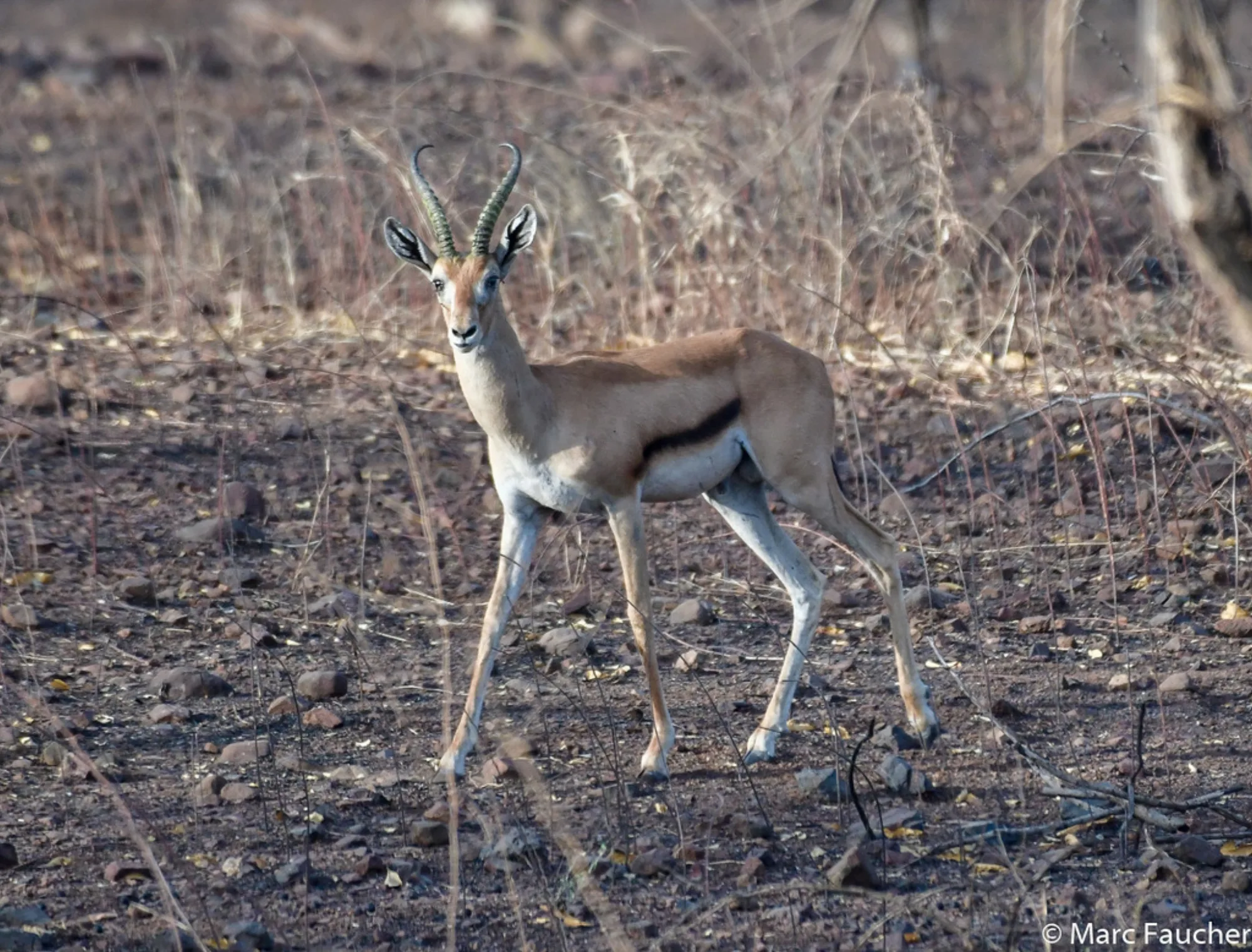 Heuglin's Gazelle