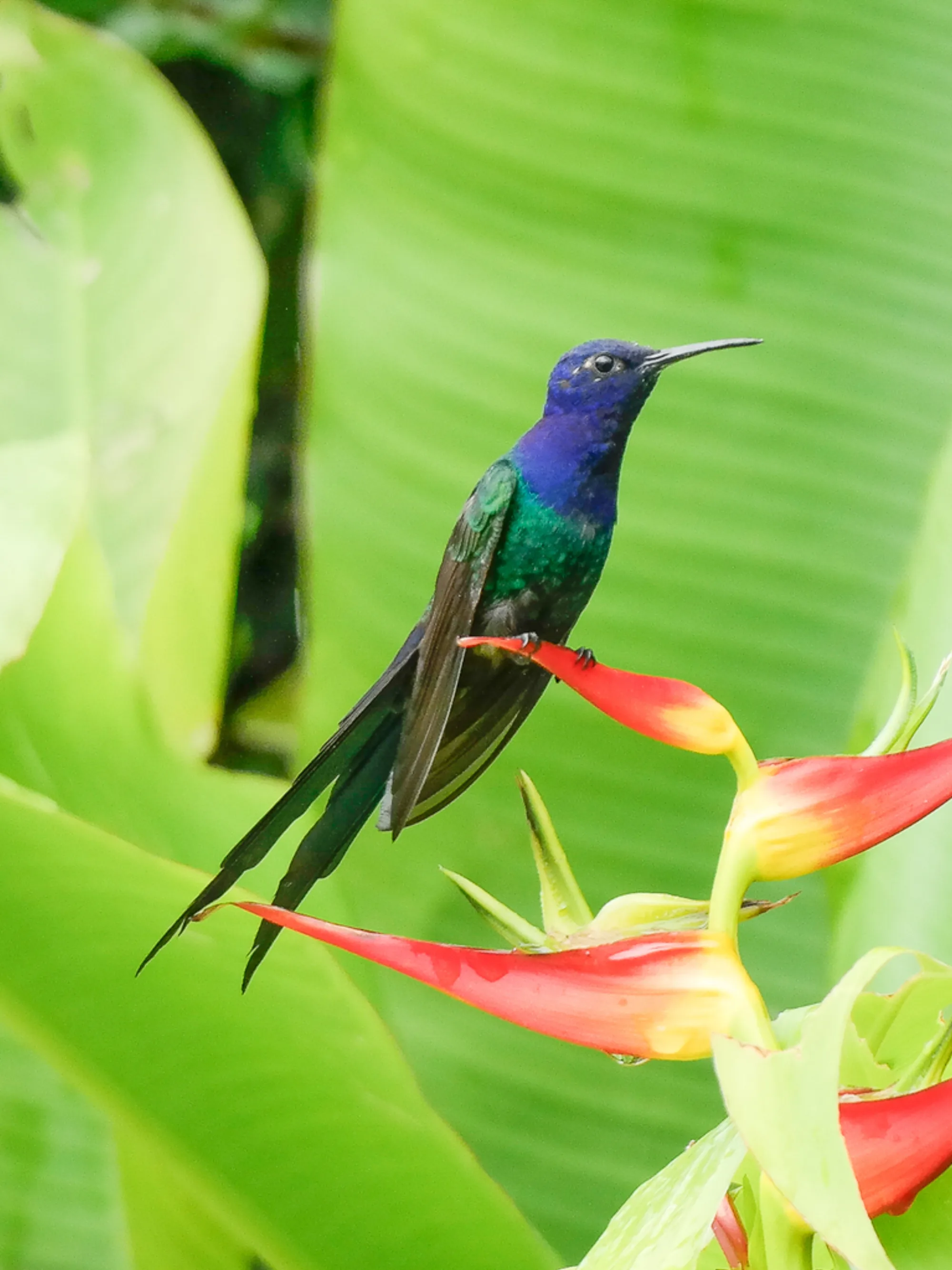 Swallow-tailed Hummingbird