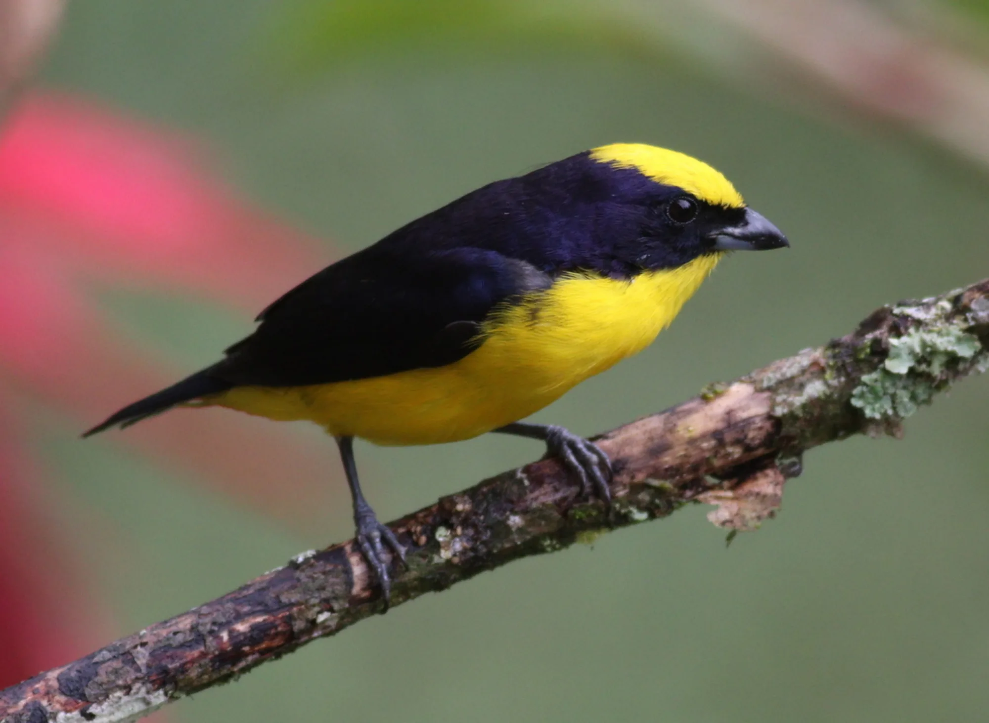 Thick-billed Euphonia