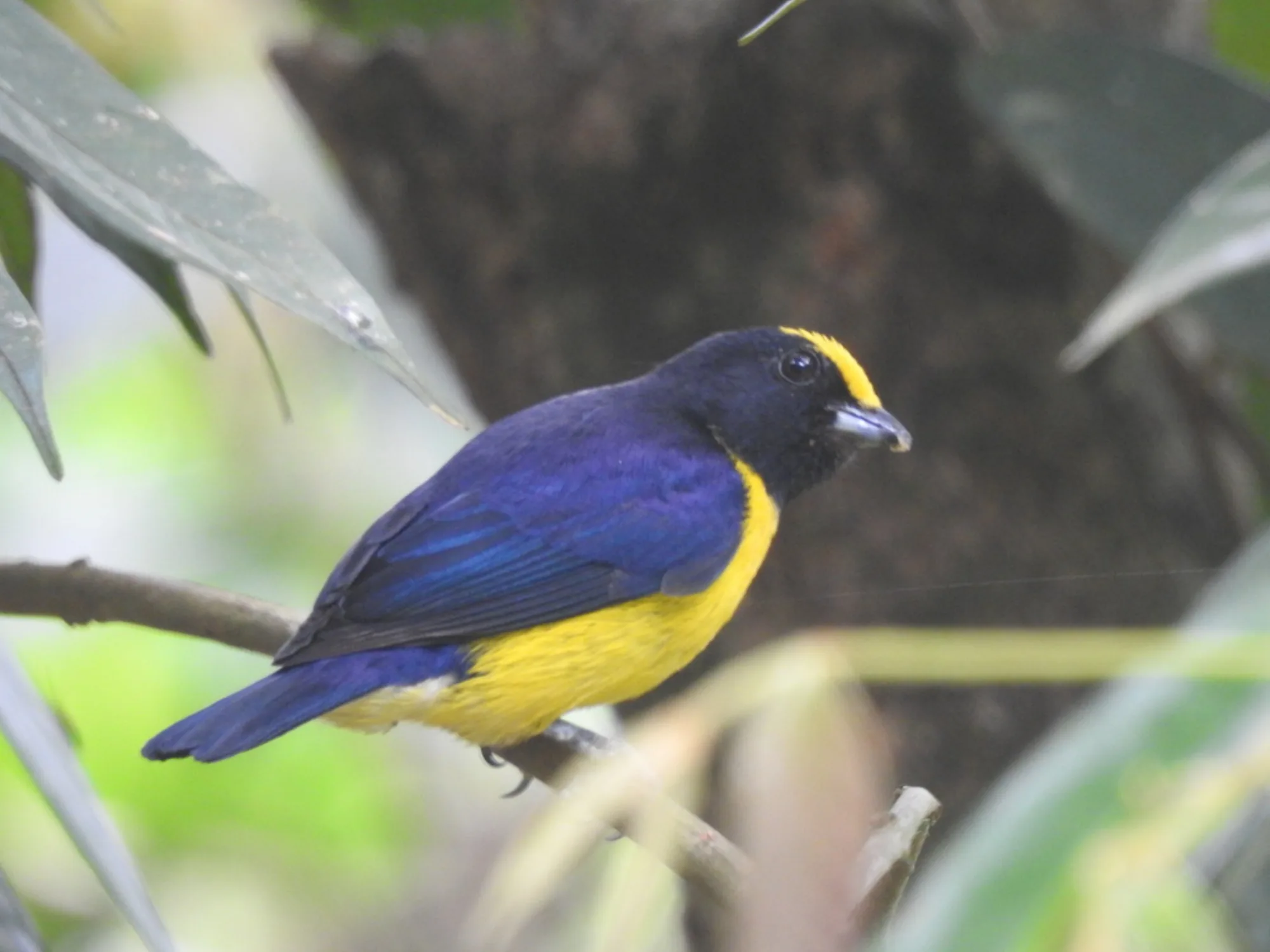 Orange-bellied Euphonia