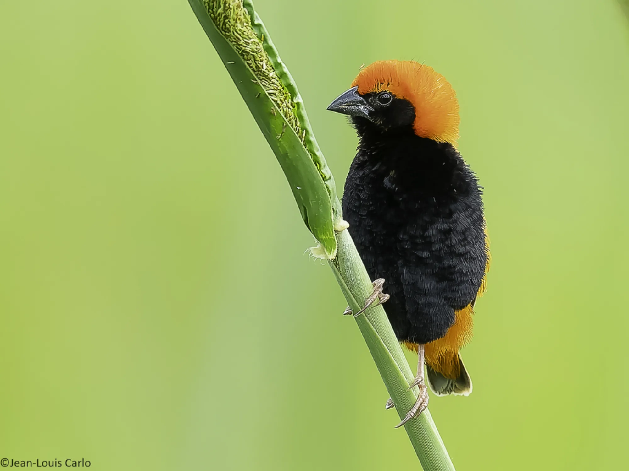 Zanzibar Red Bishop