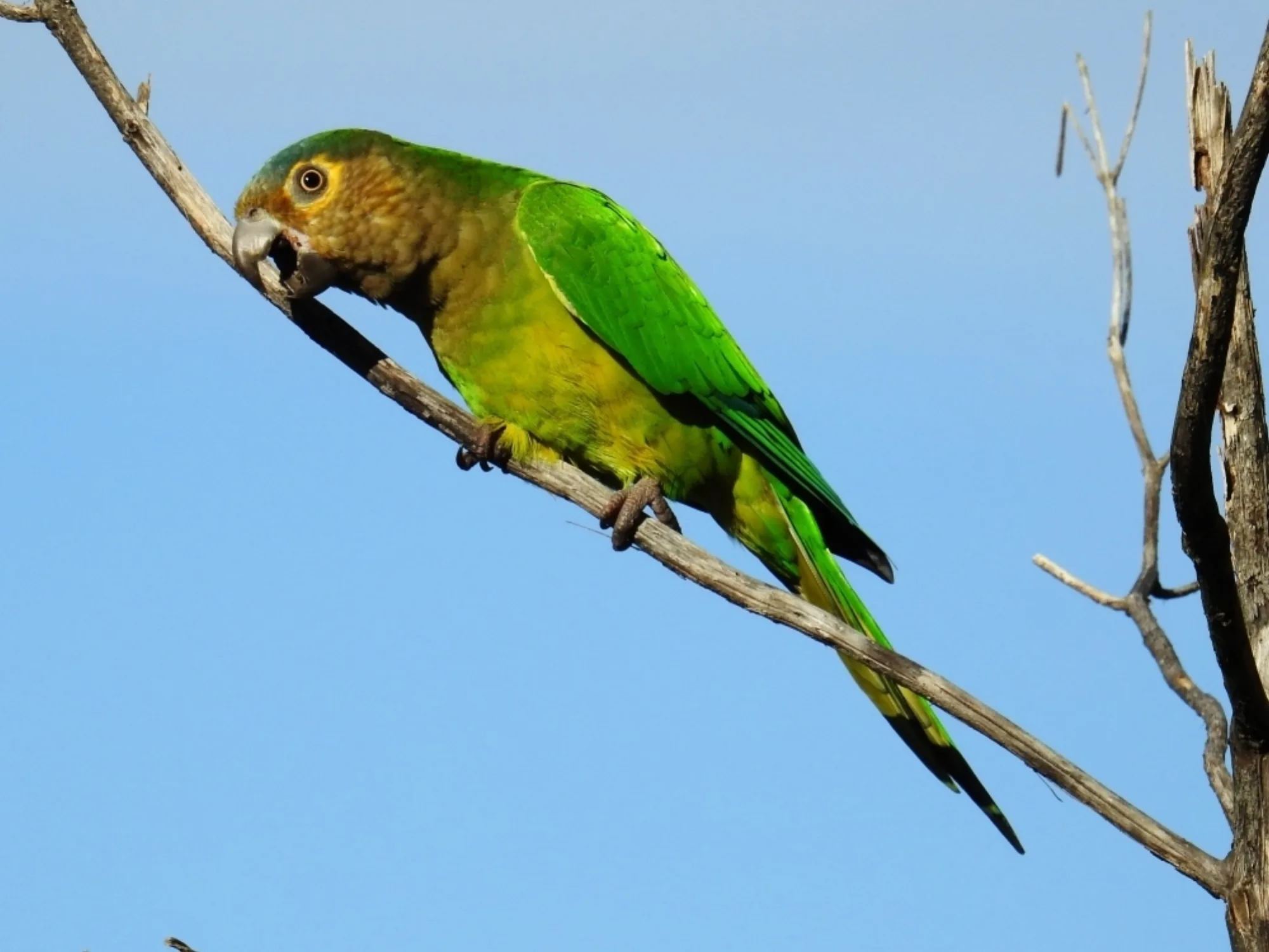 Brown-throated Parakeet