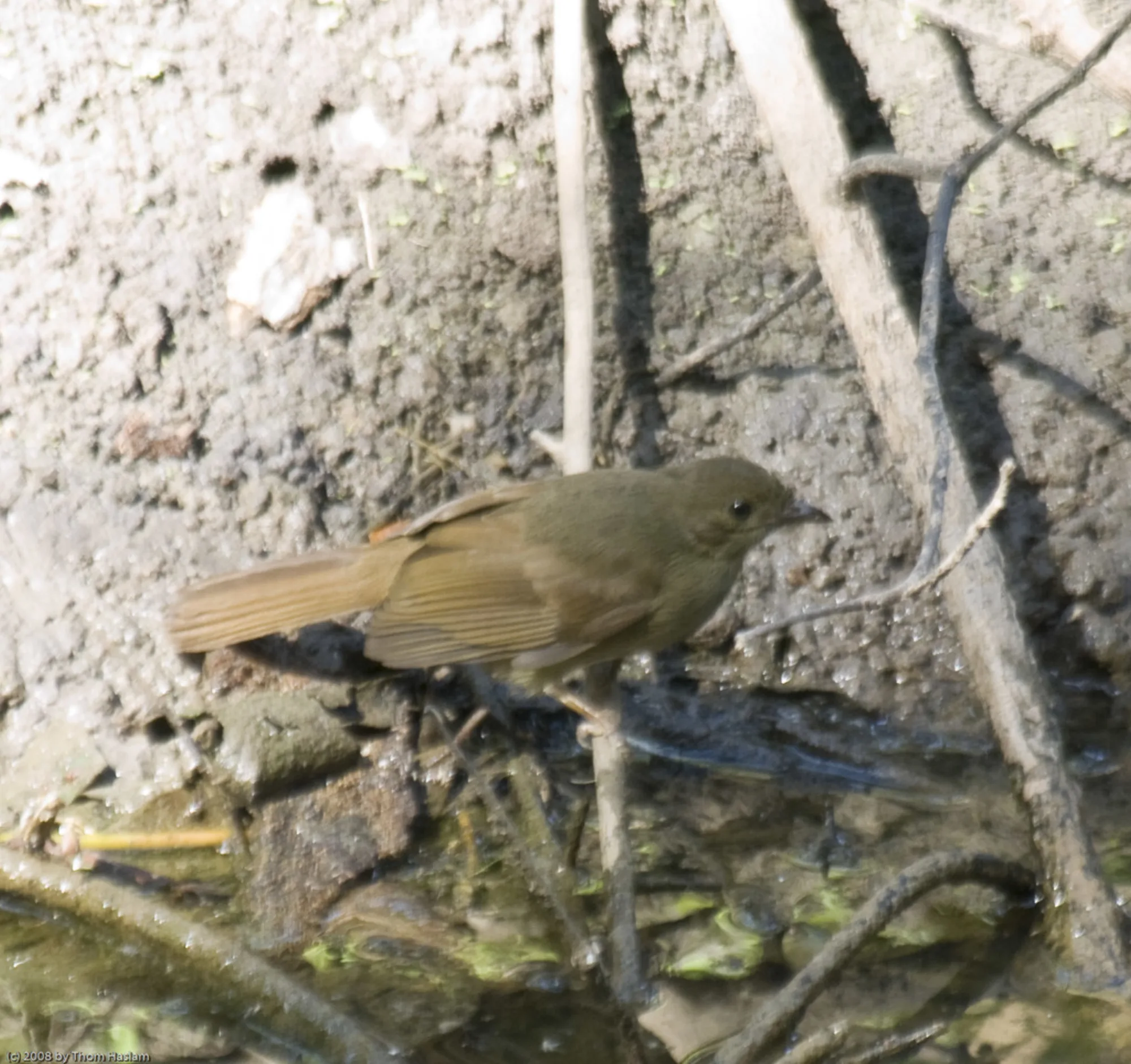 Little Greenbul