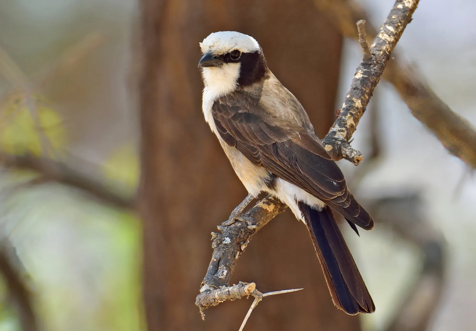 Northern White-crowned Shrike