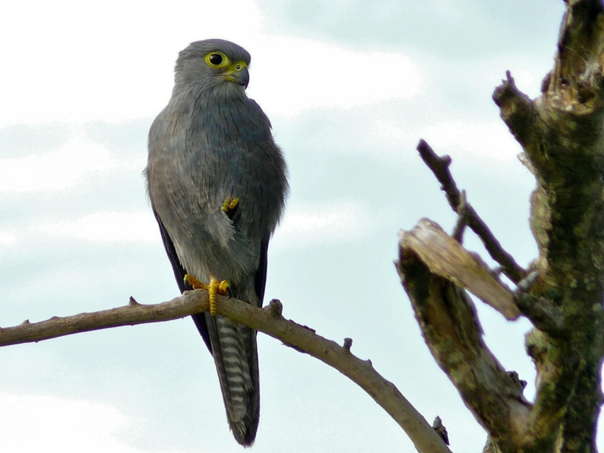 Grey Kestrel