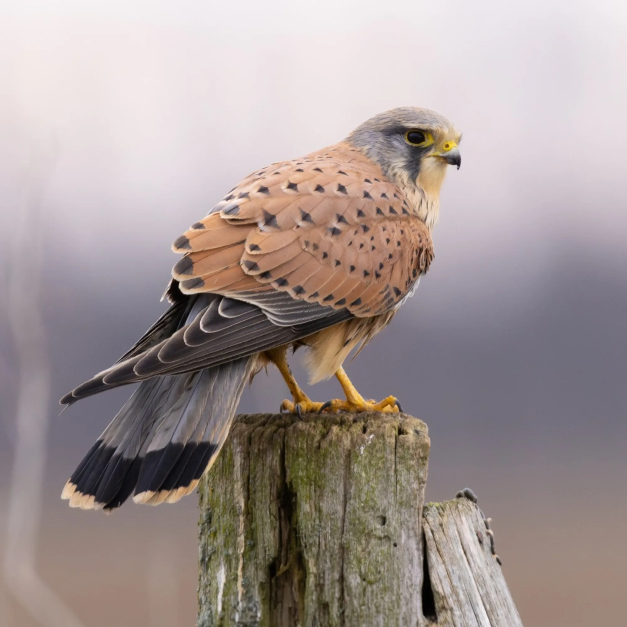 Common Kestrel