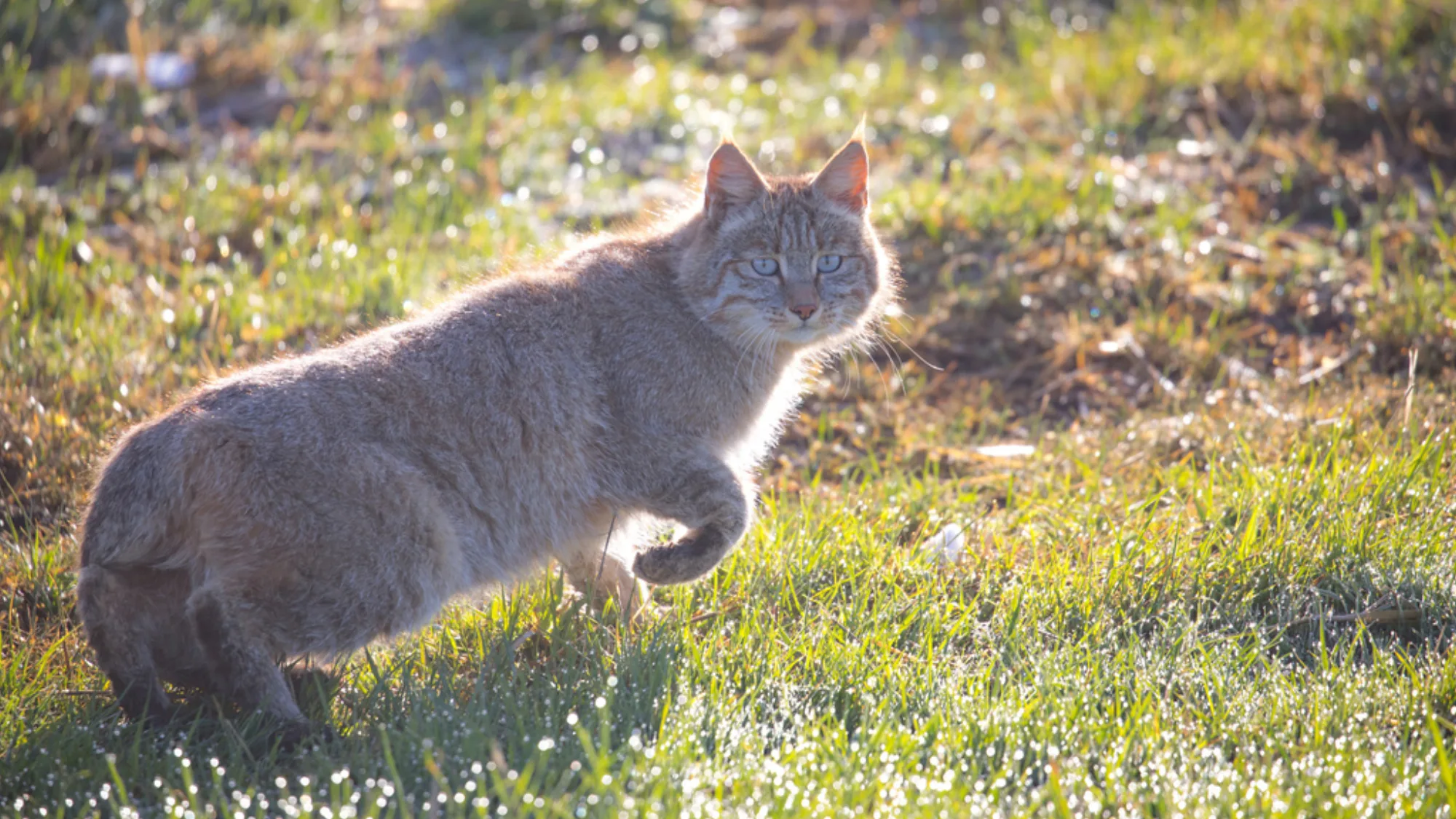 Chinese Mountain Cat