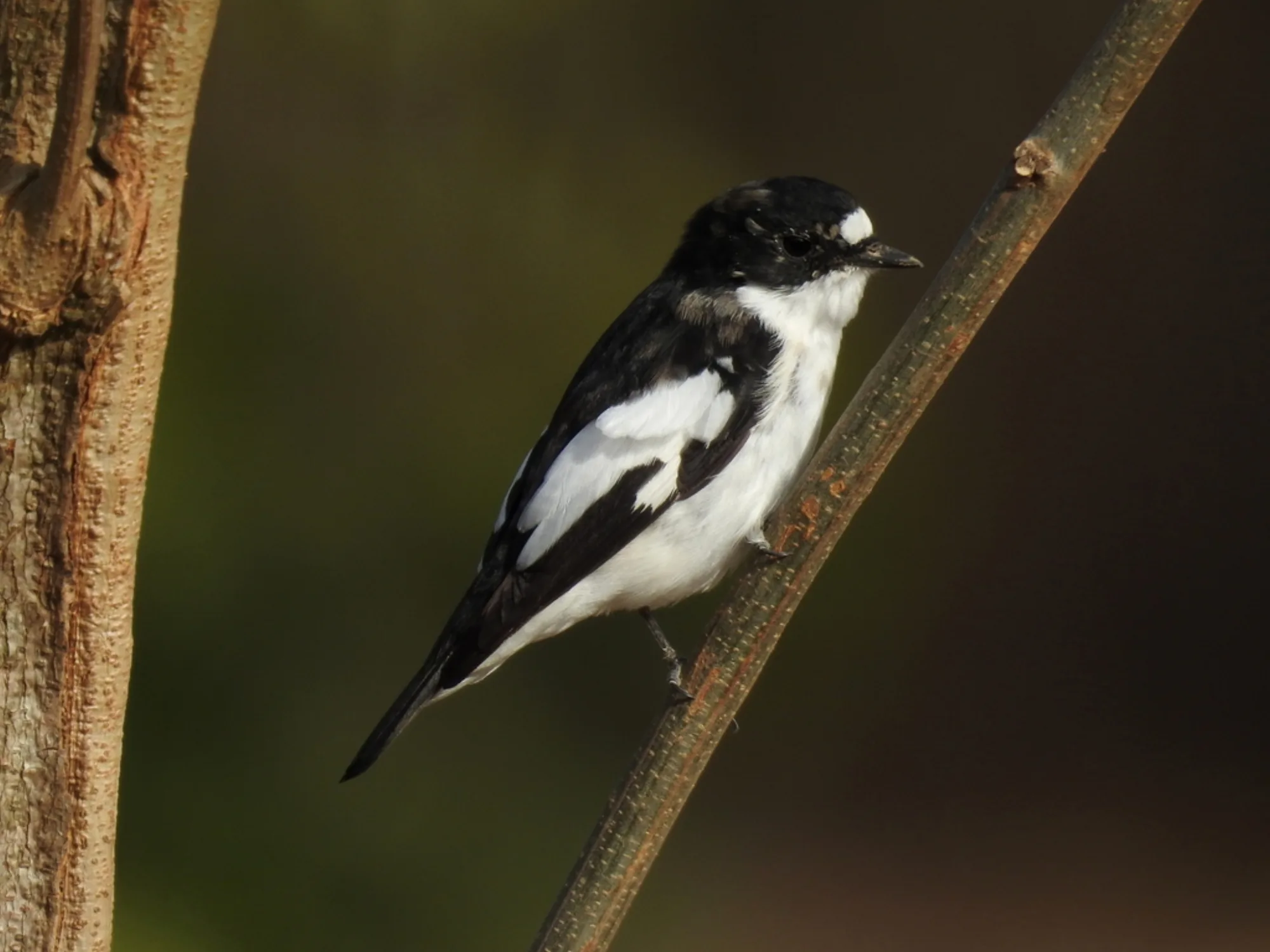 European Pied Flycatcher