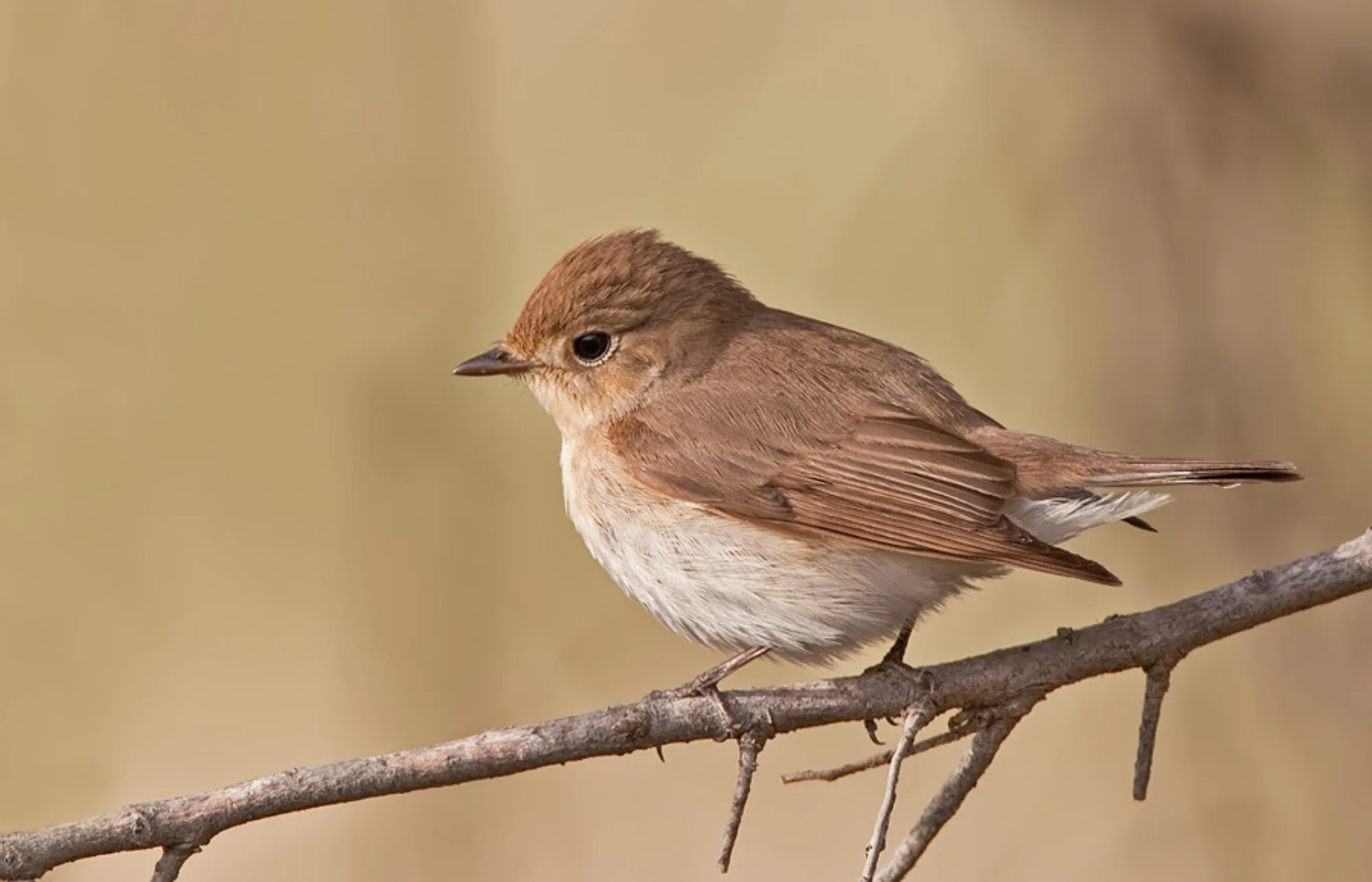 Red-breasted Flycatcher