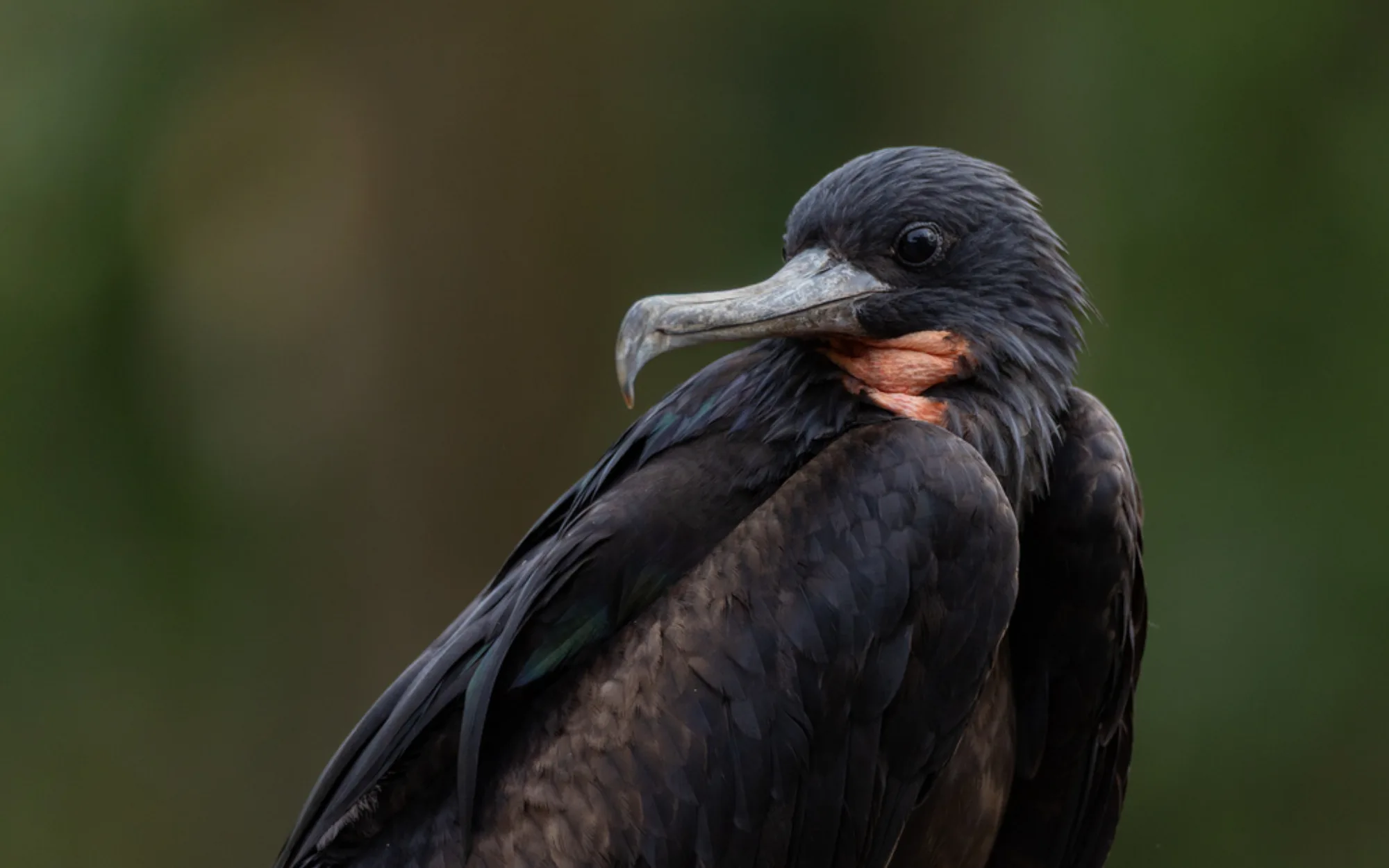 Great Frigatebird