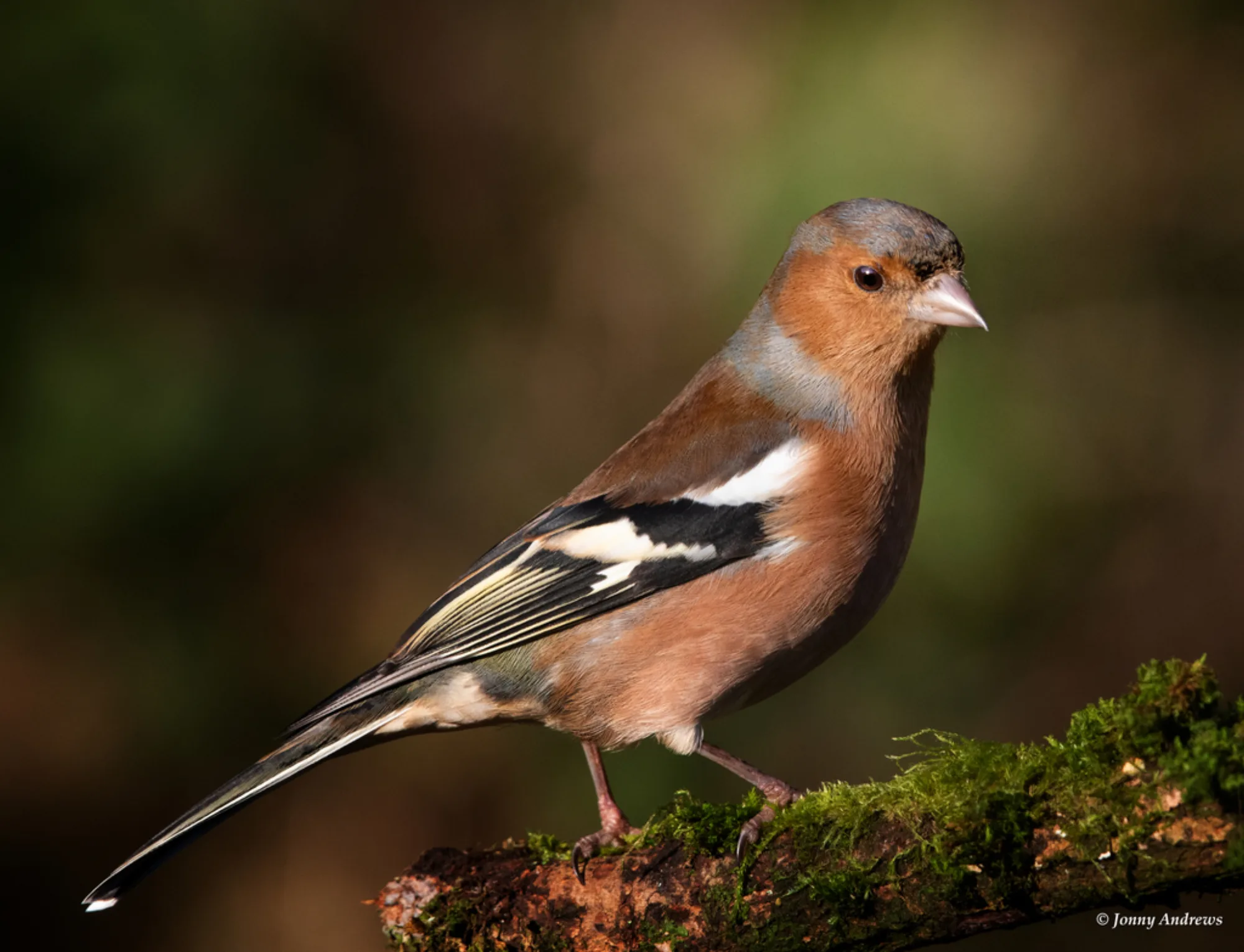 Common Chaffinch