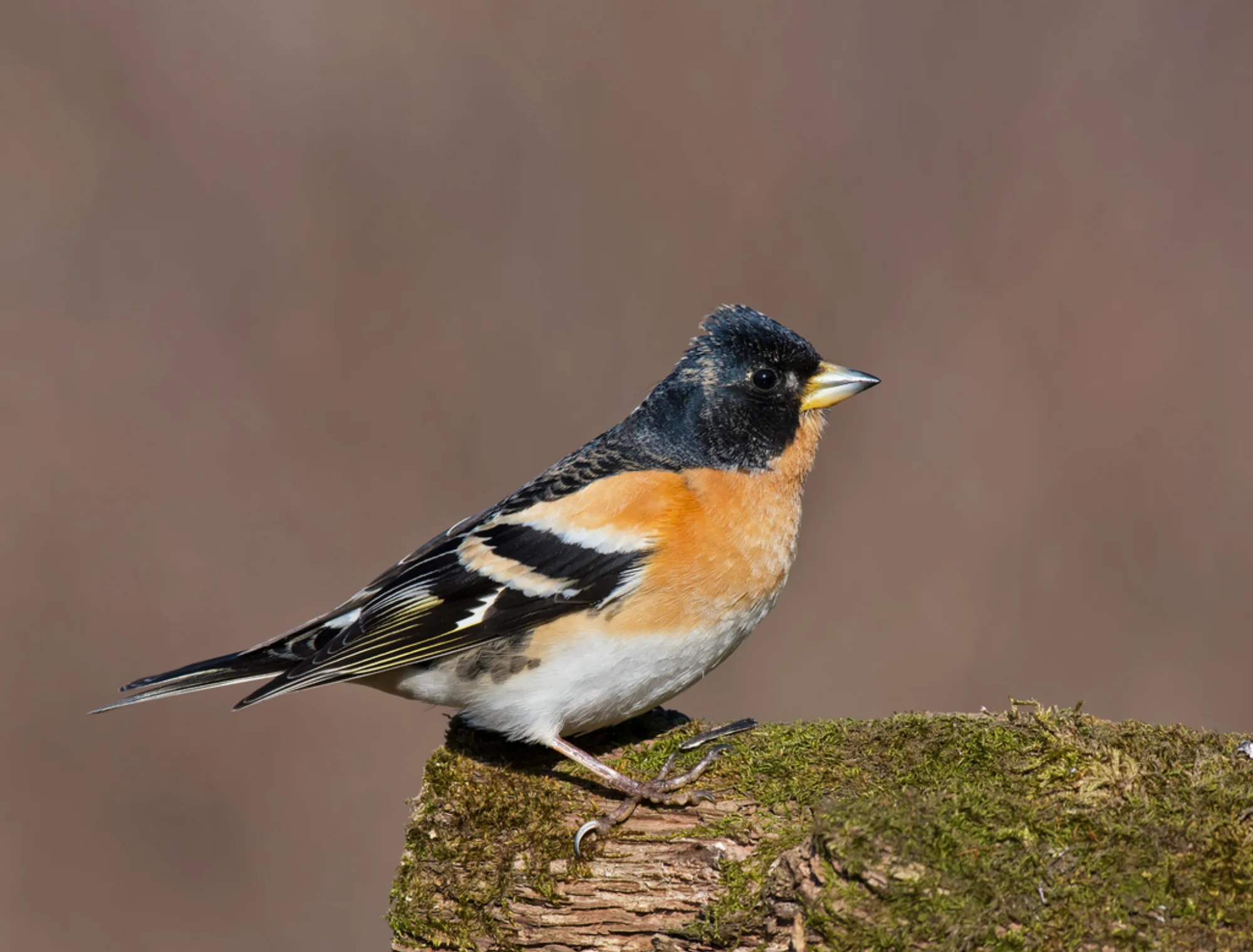 Brambling