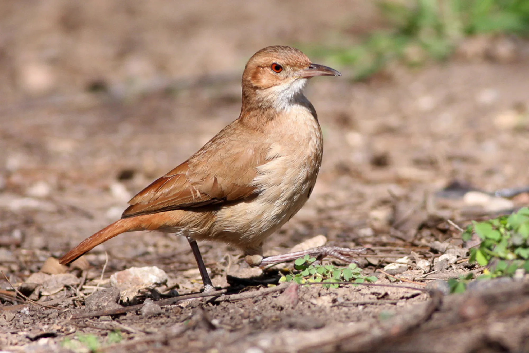 Rufous Hornero
