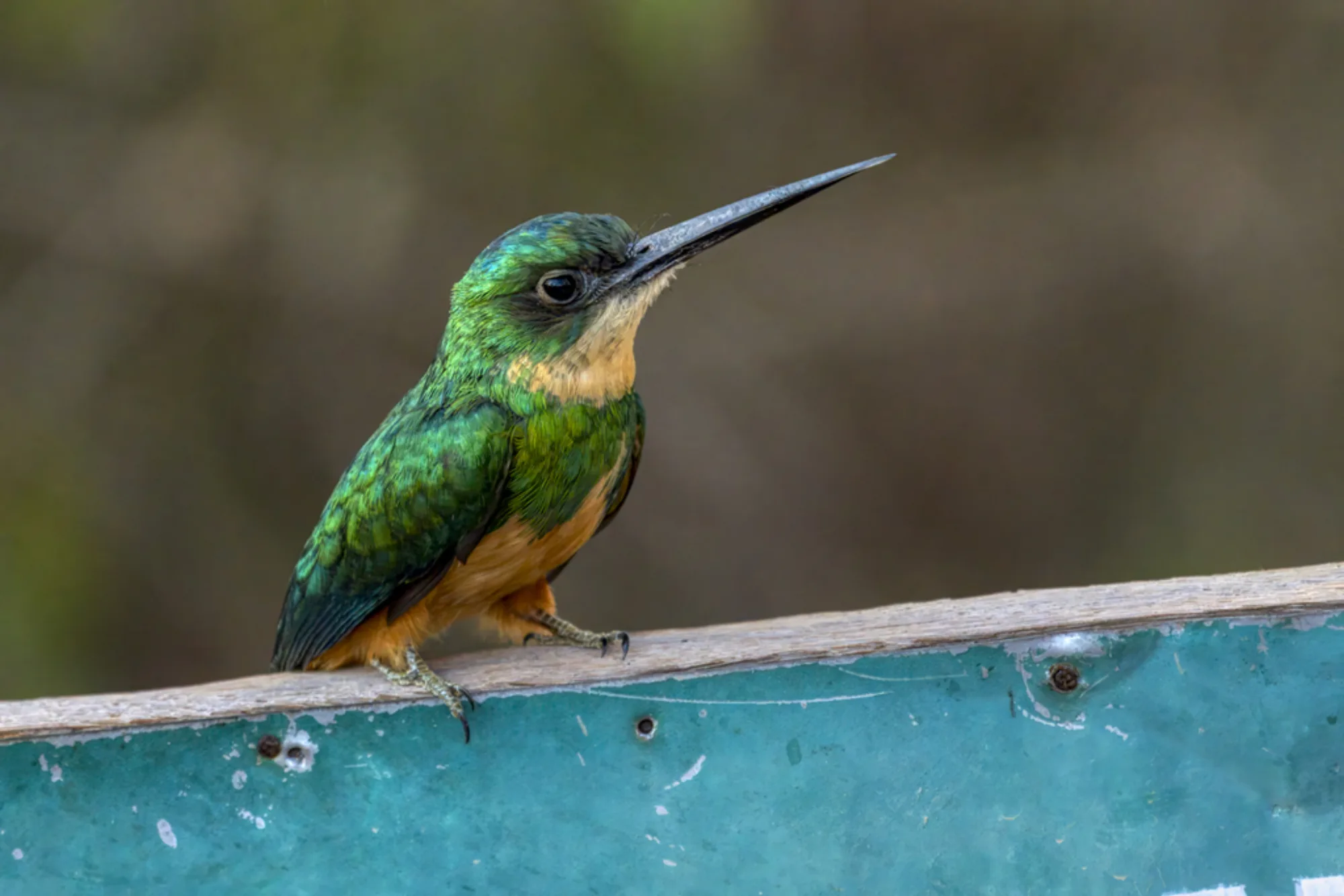 Rufous-tailed Jacamar