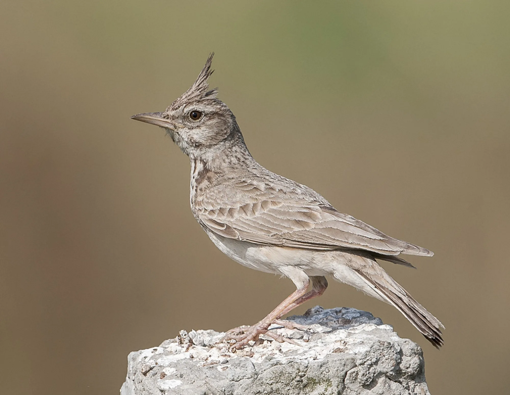 Crested Lark