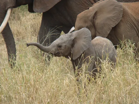 African Elephant