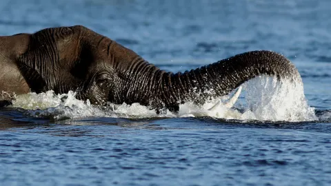 African Elephant