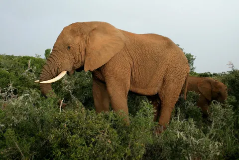 African Elephant