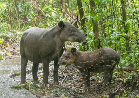 Baird's Tapir