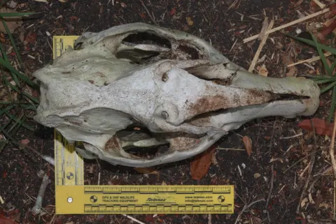 Baird's Tapir