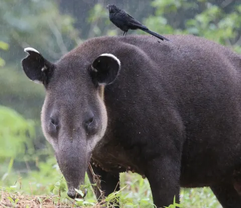 Baird's Tapir