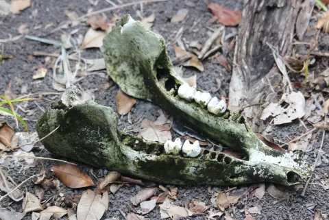 Baird's Tapir