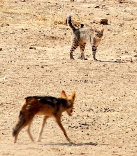 Black-backed Jackal