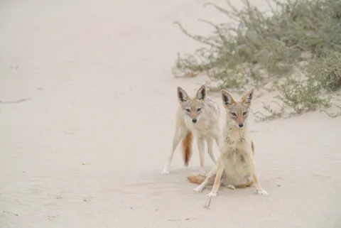 Black-backed Jackal