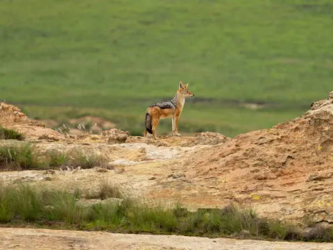 Black-backed Jackal