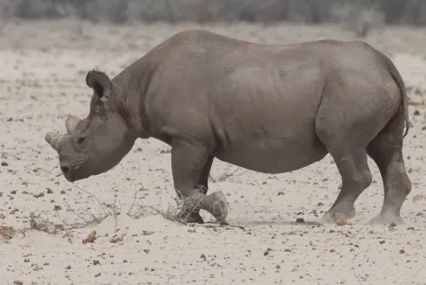 Black Rhinoceros