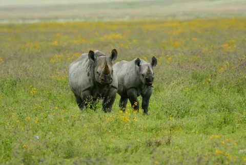 Black Rhinoceros
