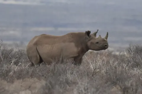 Black Rhinoceros