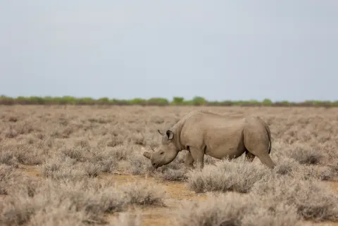 Black Rhinoceros