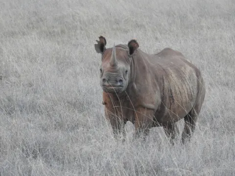 Black Rhinoceros