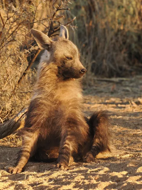 Brown Hyena