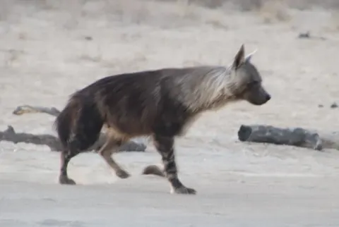 Brown Hyena