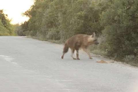 Brown Hyena
