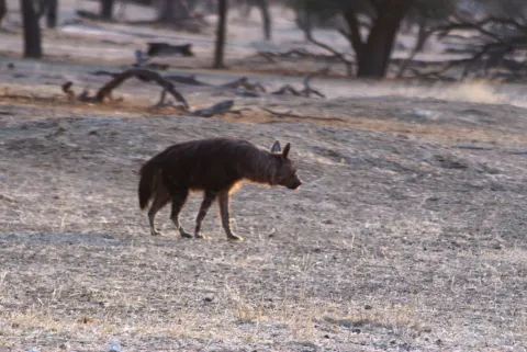 Brown Hyena