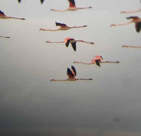 Greater Flamingo