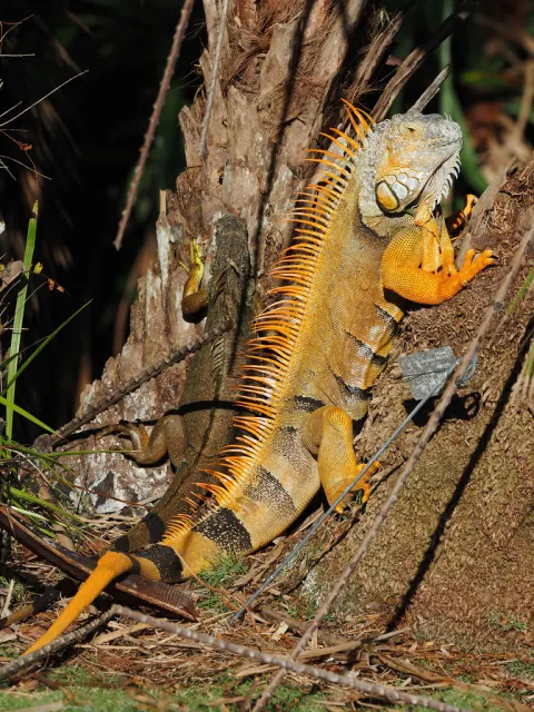 Green Iguana