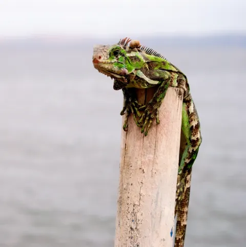 Green Iguana