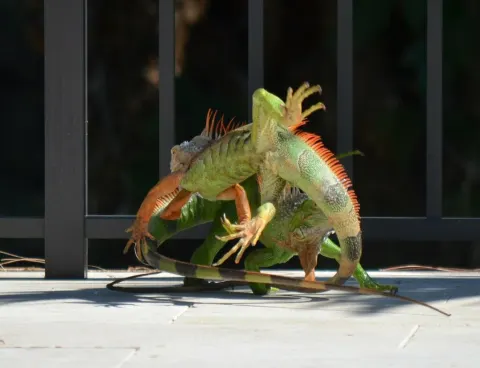 Green Iguana