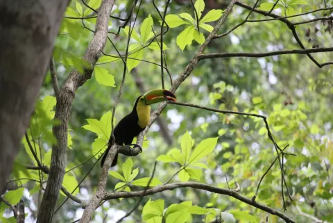 Keel-billed Toucan
